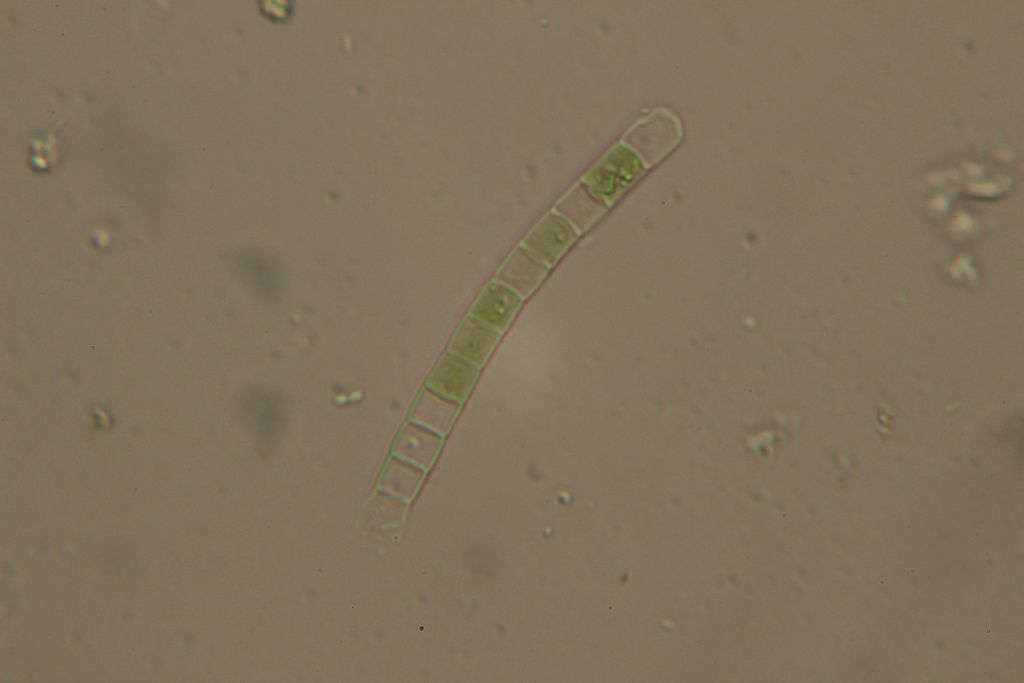 alga filamentosa
